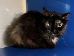 Shelter Stray Female Cat last seen Near BLOCK S 44TH ST, 3528 Newburg Rd, Louisville, KY 40218, USA