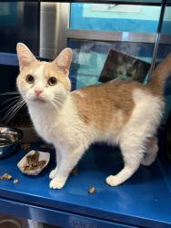 Shelter Stray Male Cat last seen Near BLOCK S 44TH ST, 3528 Newburg Rd, Louisville, KY 40218, USA