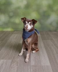 Reunited Male Dog last seen Sugarbush Dr, Carrollton, TX 75007, USA, Carrollton, TX 75007