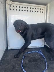 Shelter Stray Male Dog last seen H/21ST STREET, BAKERSFIELD, 201 S Mt Vernon Ave, Bakersfield, CA 93307, USA