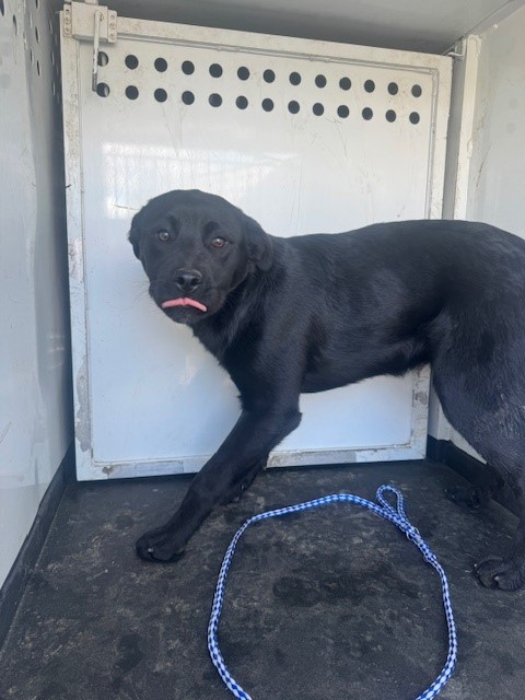 Shelter Stray Male Dog last seen H/21ST STREET, BAKERSFIELD, 201 S Mt Vernon Ave, Bakersfield, CA 93307, USA