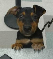 Shelter Stray Male Dog last seen FOUND AT 7-11 1000 SE 15TH ST OKC 73129, 2811 SE 29th St, Oklahoma City, OK 73129, USA
