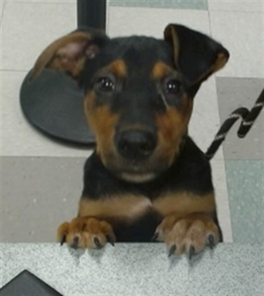 Shelter Stray Male Dog last seen FOUND AT 7-11 1000 SE 15TH ST OKC 73129, 2811 SE 29th St, Oklahoma City, OK 73129, USA