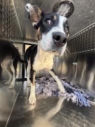 Shelter Stray Male Dog last seen Near BLOCK SHALIMAR CT, OKLAHOMA CITY OK 73135, 2811 SE 29th St, Oklahoma City, OK 73129, USA