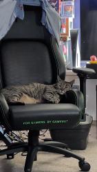 Reunited Female Cat last seen The corner of ashwood way and Utah avenue, Harrisburg, PA 17109