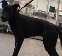 Shelter Stray Female Dog last seen , 11361 W Pico Blvd, Los Angeles, CA 90064, USA