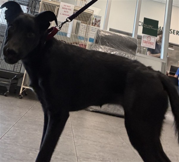 Shelter Stray Female Dog last seen , 11361 W Pico Blvd, Los Angeles, CA 90064, USA