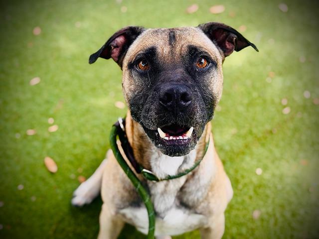 Shelter Stray Male Dog last seen , 2769 Conroy Rd, Orlando, FL 32839, USA