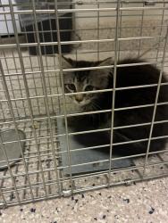 Shelter Stray Female Cat last seen Near BLOCK E 104TH WY, 12155 Park Blvd, Brighton, CO 80601, USA