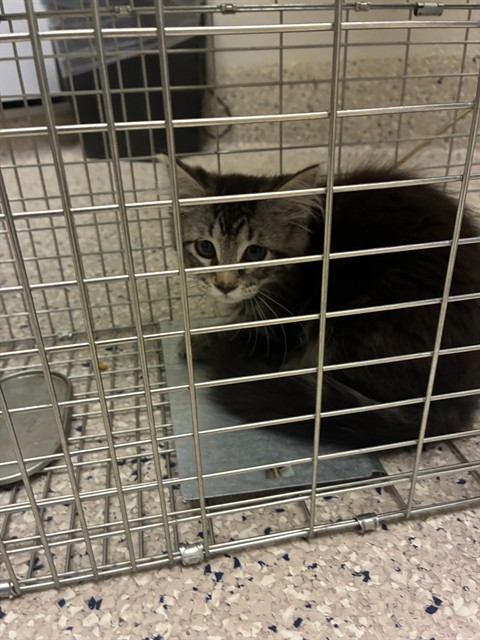 Shelter Stray Female Cat last seen Near BLOCK E 104TH WY, 12155 Park Blvd, Brighton, CO 80601, USA