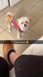 Reunited Male Dog last seen Scott Simpson near the DMV, El Paso, TX 79936