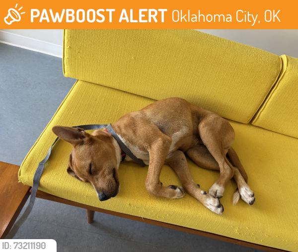 Found/Stray Male Dog last seen OKC medical welfare center, Oklahoma City, OK 73129