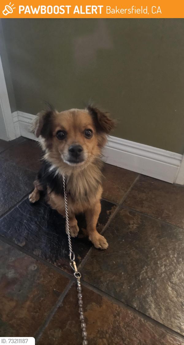 Found/Stray Male Dog last seen Boise, Bakersfield, CA 93306