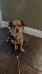 Found/Stray Male Dog last seen Boise, Bakersfield, CA 93306