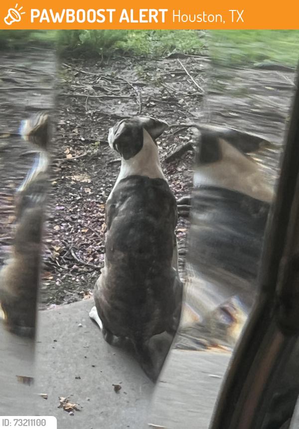 Found/Stray Female Dog last seen Omeara and Greenwillow, Houston, TX 77035