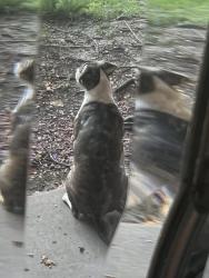 Found/Stray Female Dog last seen Omeara and Greenwillow, Houston, TX 77035