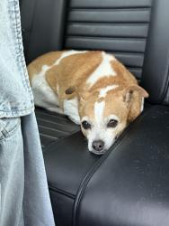 Lost Female Dog last seen W blue springs rd, Orange City, FL 32763