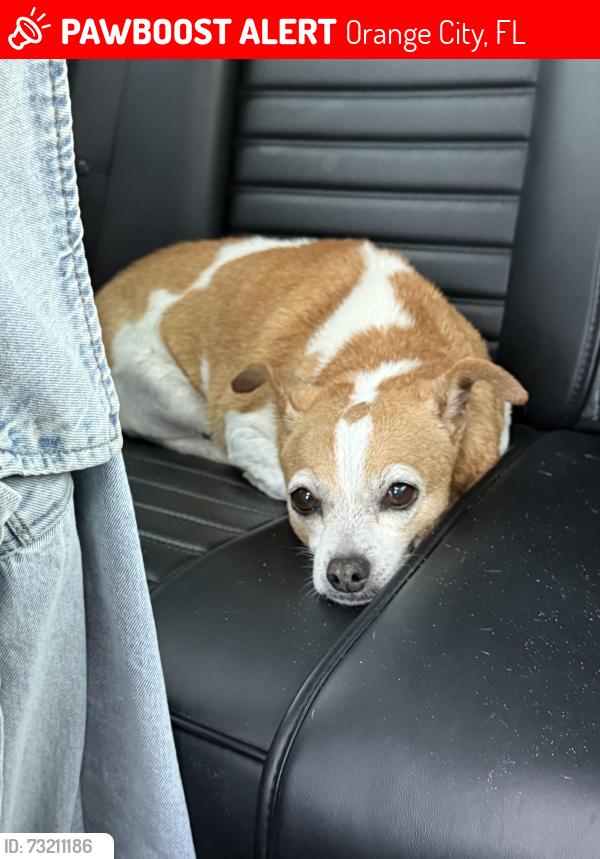 Lost Female Dog last seen W blue springs rd, Orange City, FL 32763
