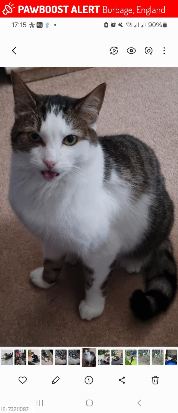 Lost Male Cat last seen Begonia drive burbage, primrose drive burbage, azalea drive burbage, Burbage, England 