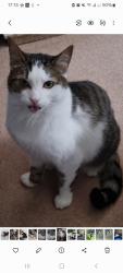 Lost Male Cat last seen Begonia drive burbage, primrose drive burbage, azalea drive burbage, Burbage, England 