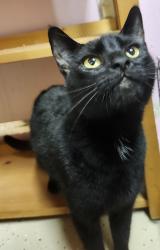 Lost Female Cat last seen E Dexter Trail, W Michigan 36, Jessop rd, Ingham Township, MI 48819
