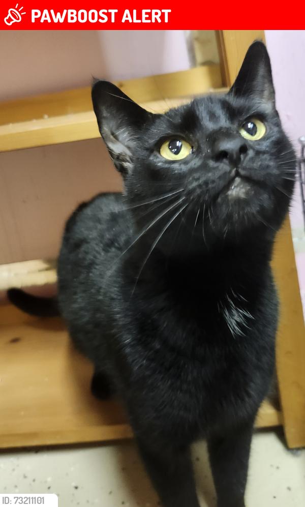 Lost Female Cat last seen E Dexter Trail, W Michigan 36, Jessop rd, Ingham Township, MI 48819