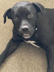 Found/Stray Male Dog last seen Chimney rock and stillbrook, Houston, TX 77096