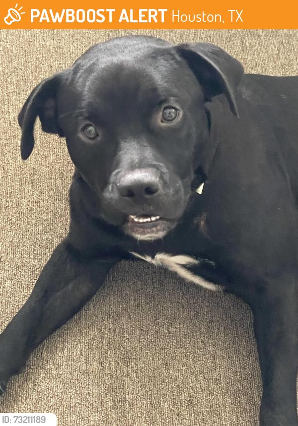 Found/Stray Male Dog last seen Chimney rock and stillbrook, Houston, TX 77096