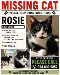 Lost Male Cat last seen Sw 12th ave, Boca Raton, FL 33486