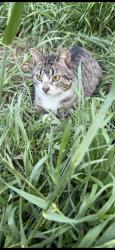 Lost Male Cat last seen Lazy River Dr, Dallas, TX 75241