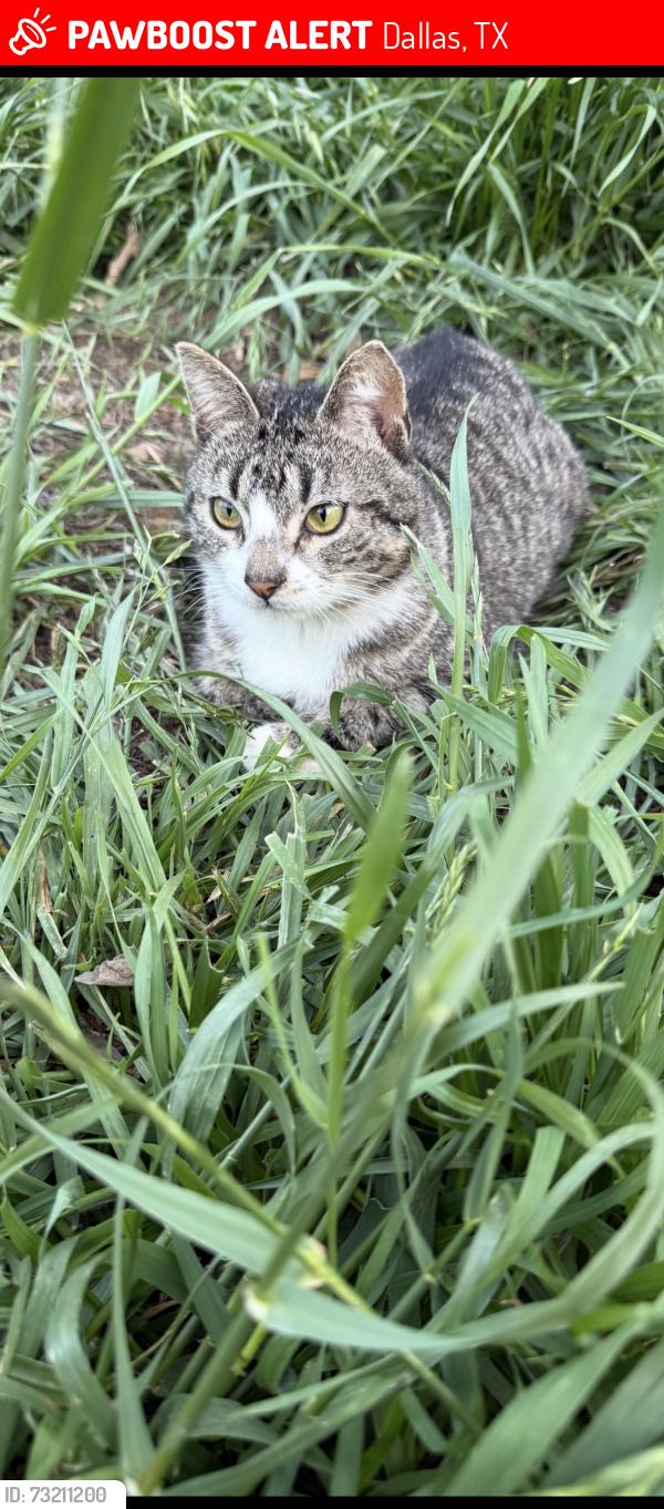 Lost Male Cat last seen Lazy River Dr, Dallas, TX 75241