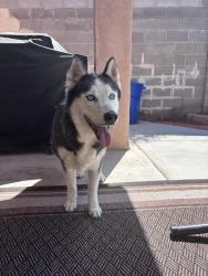 Found/Stray Unknown Dog last seen Manzano Mesa community center, Albuquerque, NM 87123
