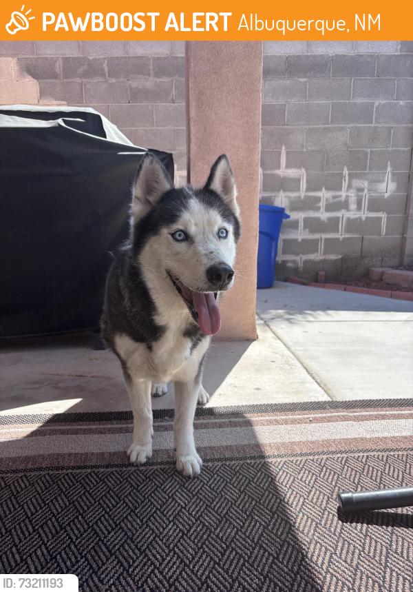 Found/Stray Unknown Dog last seen Manzano Mesa community center, Albuquerque, NM 87123