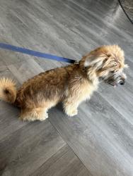 Found/Stray Male Dog last seen the Residence of North Dallas, Dallas, TX 75287