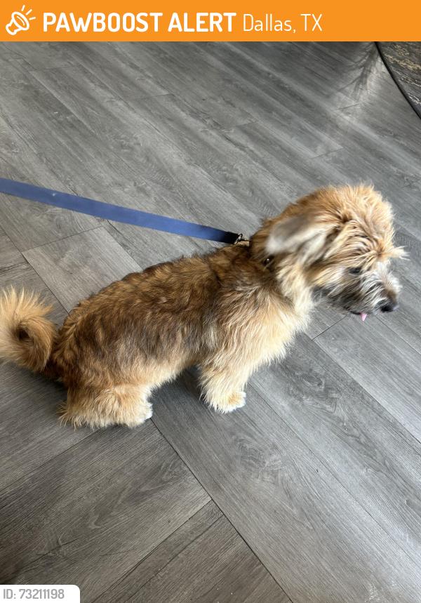 Found/Stray Male Dog last seen the Residence of North Dallas, Dallas, TX 75287
