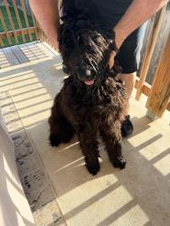 Found/Stray Male Dog last seen Copper Willow, Bulverde, TX 78163