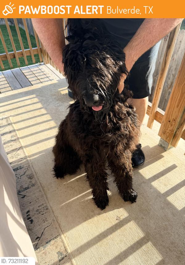 Found/Stray Male Dog last seen Copper Willow, Bulverde, TX 78163