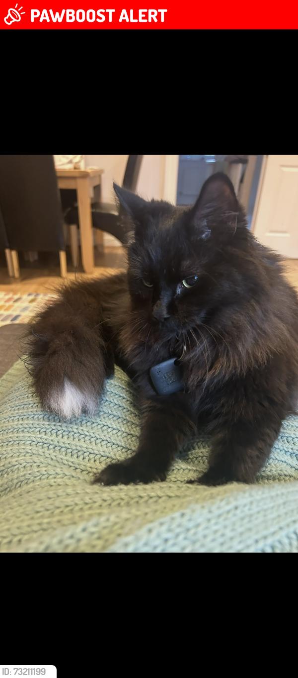Lost Male Cat last seen Sovereign harbour west, East Sussex, England BN23 5UL