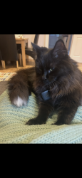 Lost Male Cat last seen Sovereign harbour west, East Sussex, England BN23 5UL