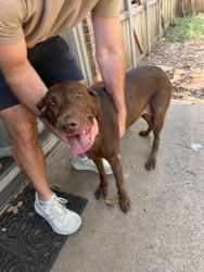 Reunited Female Dog last seen Halifax Dr, Arlington, TX 76013, USA, Arlington, TX 76013
