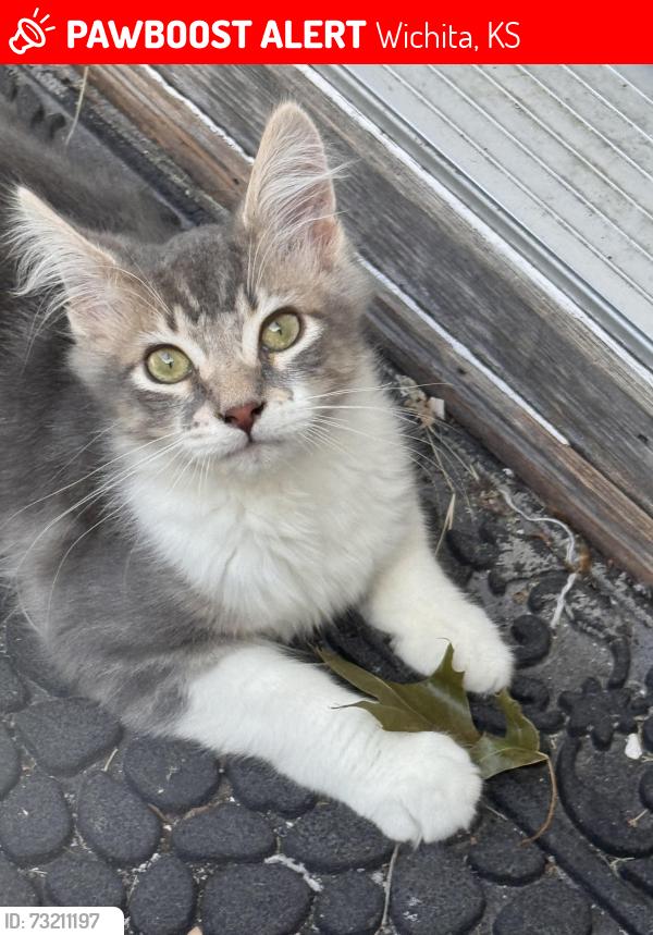 Lost Male Cat last seen Ridge Rd & 2nd St, Wichita, KS 67212