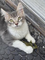 Lost Male Cat last seen Ridge Rd & 2nd St, Wichita, KS 67212
