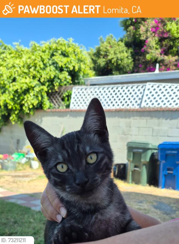 Found/Stray Male Cat last seen Pennsylvania Ave and Lomita Blvd, Lomita, CA 90505