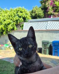 Found/Stray Male Cat last seen Pennsylvania Ave and Lomita Blvd, Lomita, CA 90505