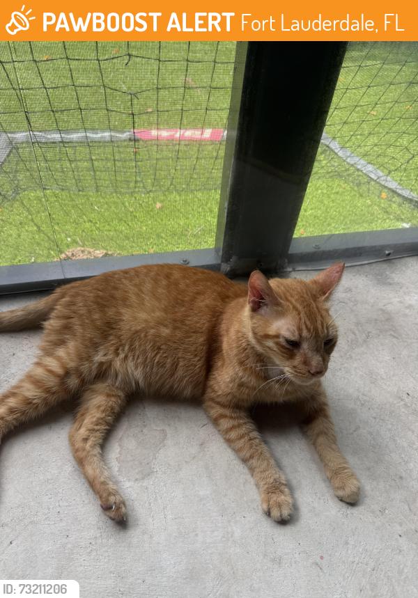 Found/Stray Male Cat last seen Riverland road, Fort Lauderdale, FL 33312