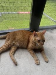 Found/Stray Male Cat last seen Riverland road, Fort Lauderdale, FL 33312
