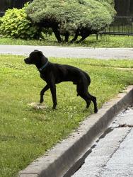 Found/Stray Unknown Dog last seen Cortez and long avenue in Austin Chicago, Chicago, IL 60651