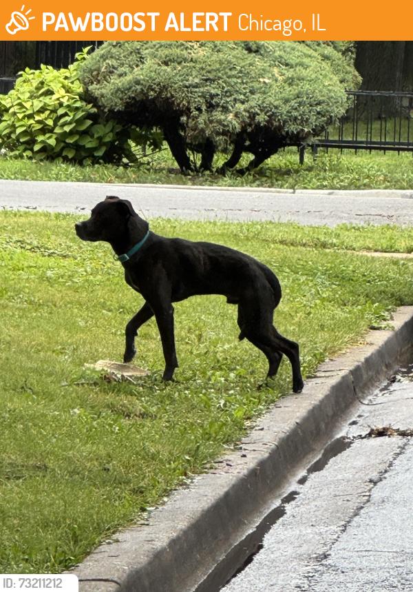 Found/Stray Unknown Dog last seen Cortez and long avenue in Austin Chicago, Chicago, IL 60651