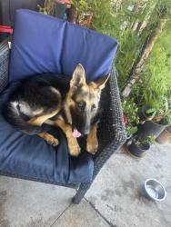 Found/Stray Female Dog last seen Rancho and mill street, San Bernardino, CA 92410