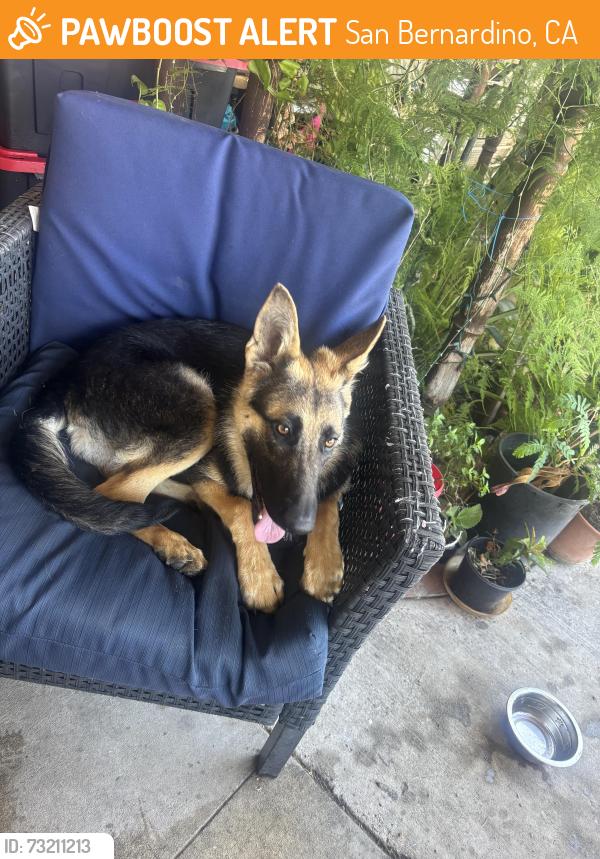 Found/Stray Female Dog last seen Rancho and mill street, San Bernardino, CA 92410